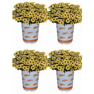 1 Qt. Yellow Osteospermum African Daisy Annual Plant (4-Pack)