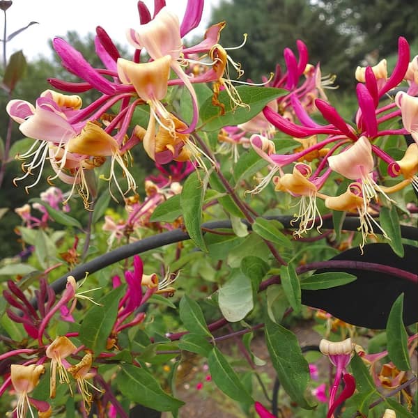 national PLANT NETWORK 4 in. Honeysuckle Peaches and Cream Plant