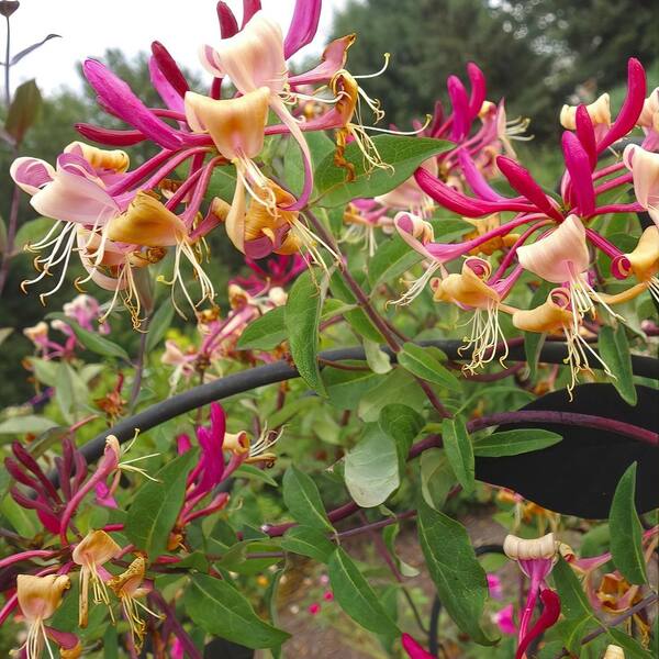 national PLANT NETWORK 4 in. Honeysuckle Peaches and Cream Plant