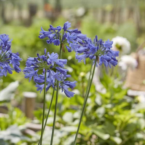 National Plant Network 1 Gal. Agapanthus Ever Amethyst