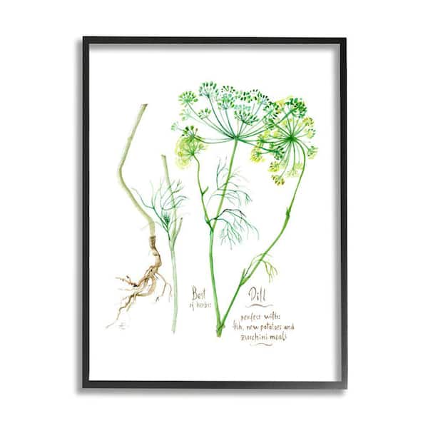 Stupell Industries Dill Greens Herbs Watercolor Garden Plant by Verbrugge Watercolor Framed Print Nature Texturized Art 11 in. x 14 in.