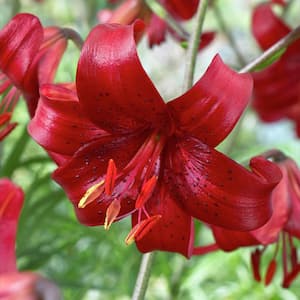 14/16cm, Red Velvet Tigrinum Asiatic Lily Flower Bulbs (Bag of 2)