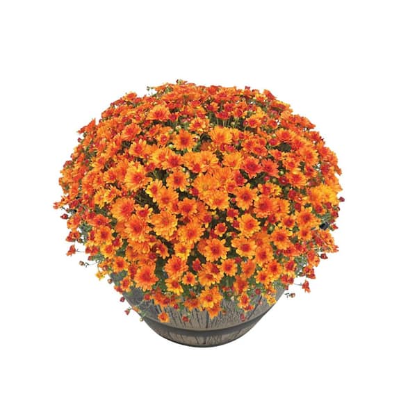 Chrysanthemum (Mum) Orange Live Plant in 15 in. Whiskey Barrel Deco Planter