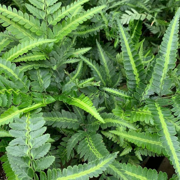 Wekiva Foliage East Indian Holly Fern-5 Live Plants in 4 in. Grower's Pots-Arachniodes Simplicior-Easy Care Textured Ferns