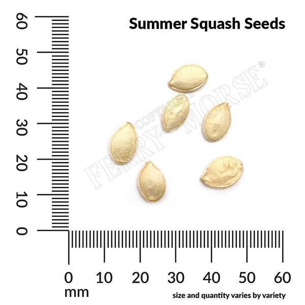 Ferry-Morse Organic Squash Zucchini Elite Fruit Seeds 9793 - The
