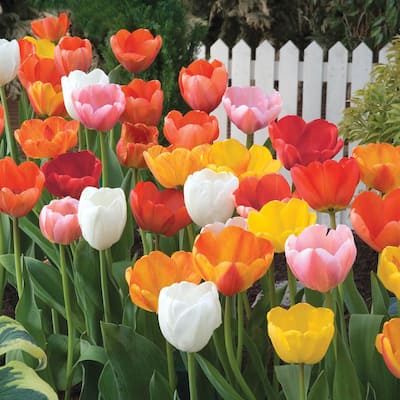 Long-stemmed Tulip Bulbs Mixture (75-Pack)