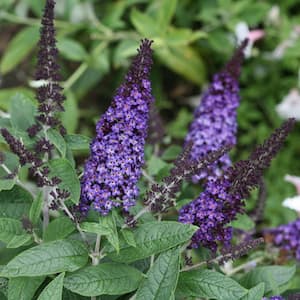 2 Gal. Pugster Blue Butterfly Bush (Buddleia) Live Flowering Shrub with True-Blue Flowers
