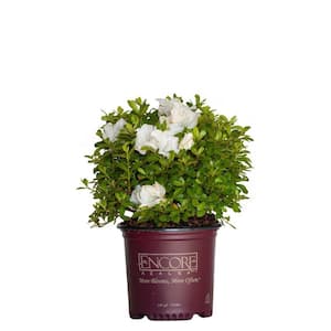 1 Gal. Autumn Angel Shrub with Clear White Reblooming Flowers