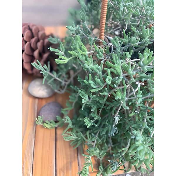 growing lights for succulents Ferry-Morse Plant Grow Light