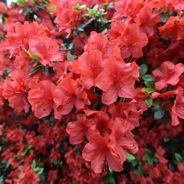 national PLANT NETWORK 2.25 Gal. Azalea Amagasa Flowering Shrub with Red Blooms