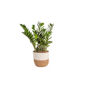 Zamioculcas Zamiifolia ZZ Indoor Plant in 10 in. Decor Weave Planter, Avg. Shipping Height 1-2 ft. Tall