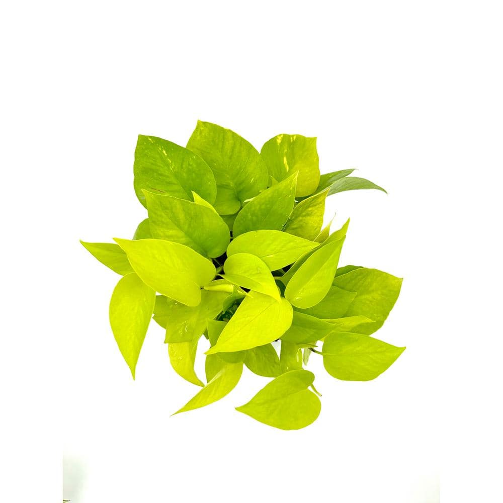 HAMPSHIRE FARMS 6 in. Pothos Neon Plant in Grower Pot 651840774745 ...