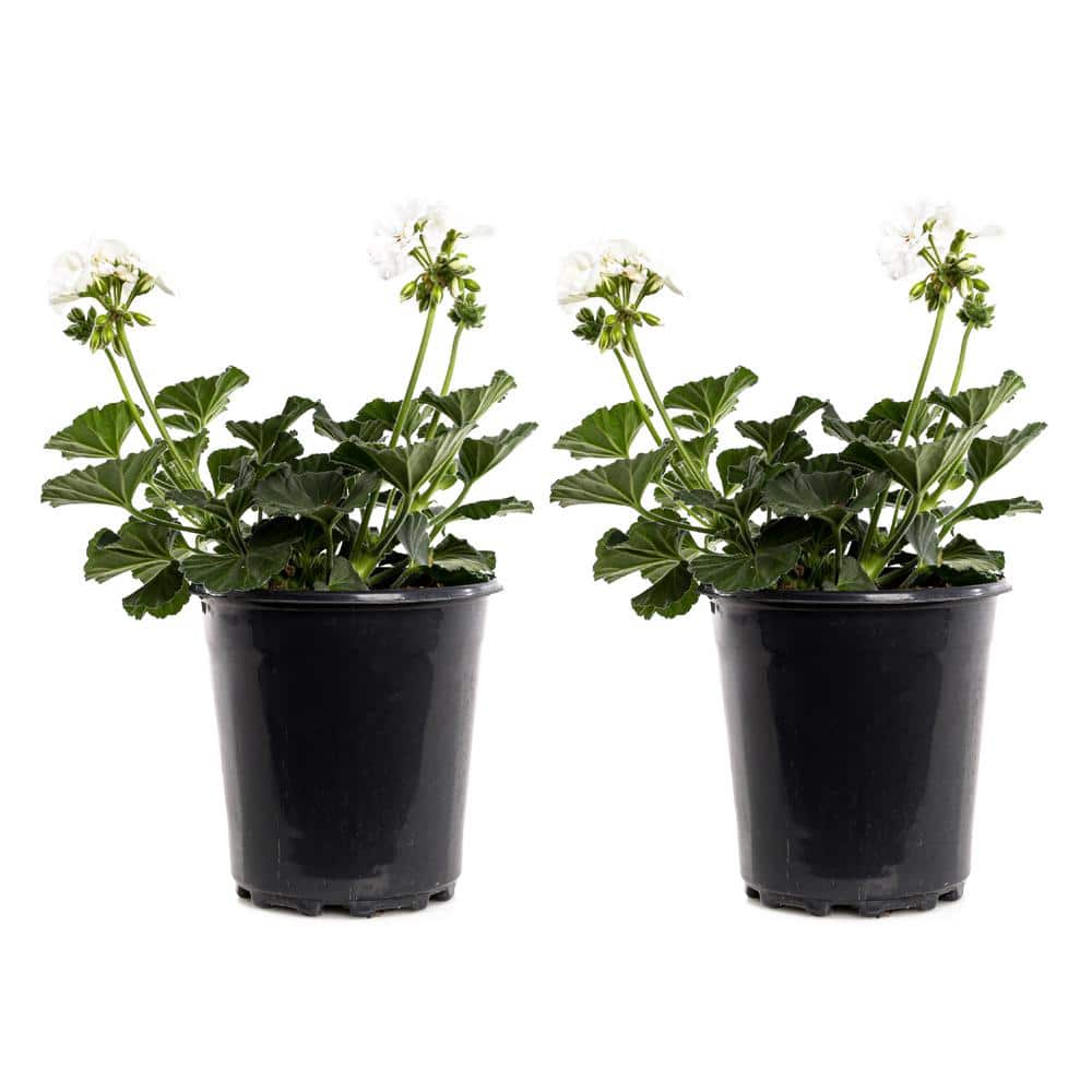 2.5-Qt. #1 White Geranium Plant (2-Pack)