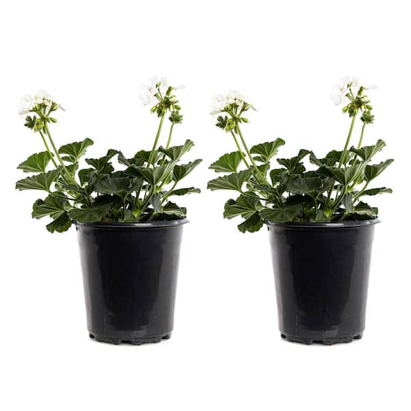 Unbranded 2.5-Qt. #1 White Geranium Plant (2-Pack)