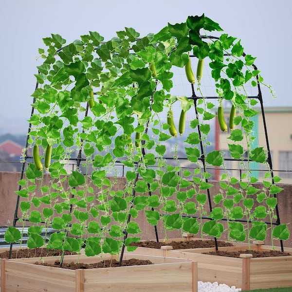 SenQWFa 71 in. Metal Garden Arch Trellis for Climbing Plants Outdoor for Vegetables Plant Trellis for Garden Raised Bed Black