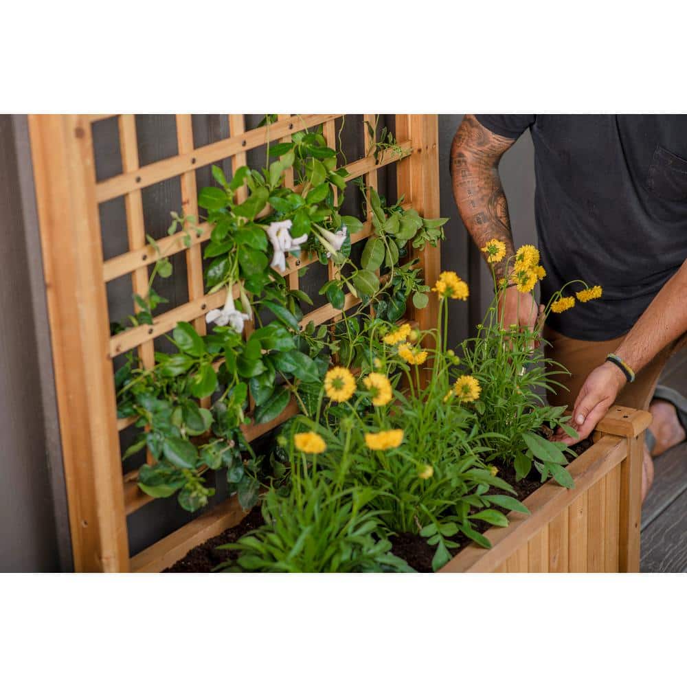 Golden Brown Cedar Wood Planter with Trellis