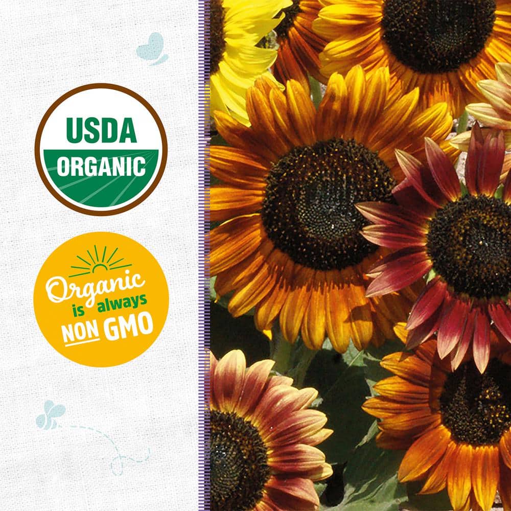 Organic Autumn Beauty Sunflower Seeds for Fall Gardens