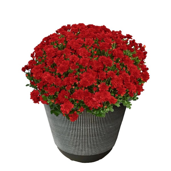 Unbranded 11.5 in. Chrysanthemum (Mum) Plant in a Decorative Pot with Red Flowers