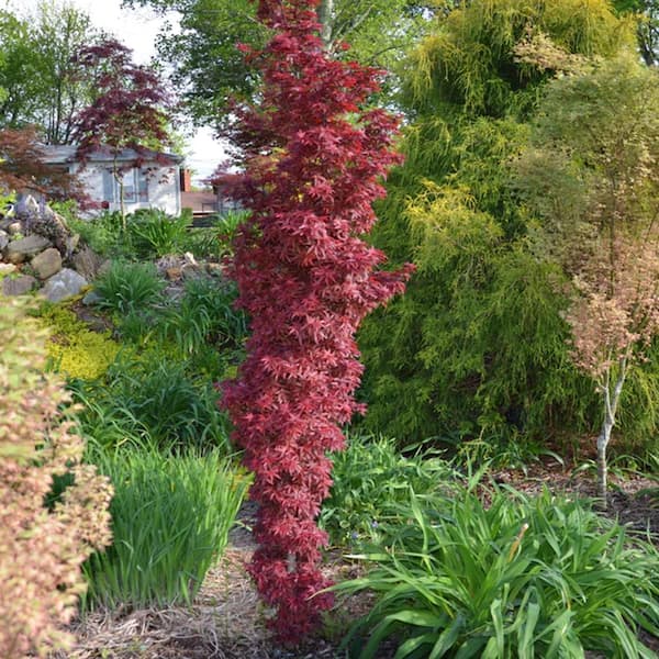 5 gal. Twombly's Red Sentinel Columnar Japanese Red Maple Deciduous Tree