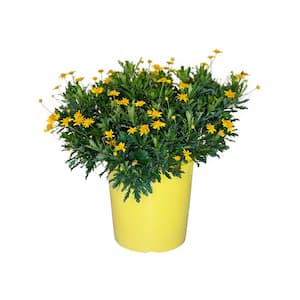 1.5 Gal Euryops Bush Daisy Plant Yellow Flower in 8.25 in. Grower's Pot