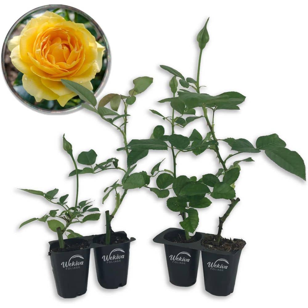 Julia Child Rose Bush 4-Live Starter Plants in 2 in. Pots-Beautifully Fragrant Roses from Florida price history on PriceWatchPro