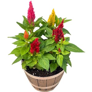 8 in. Various Colors Celosia Plant (Celosia Argentea) in Whiskey Barrel Container