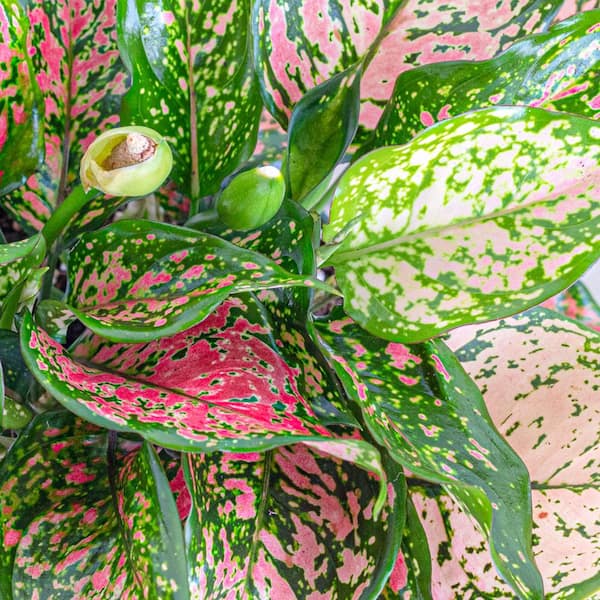 Free Shipping! United Nursery Live Aglaonema Ruby Ray