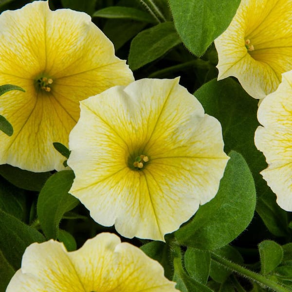 PRIMER 3 Gal. Bee's Knees Petunia Annual Plant with Yellow Flowers in Deco Pot