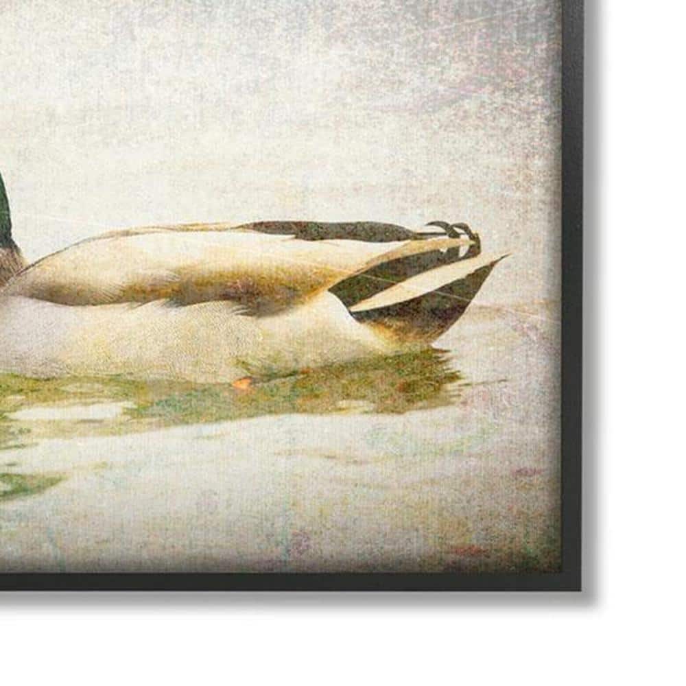 Peaceful Mallard Duck Bird Swimming Water Detailed Framed Canvas Print