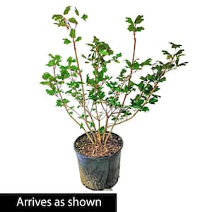 2.25 Gal. Pot Snowball Bush Viburnum Flowering Shrub Grown (1-Pack)