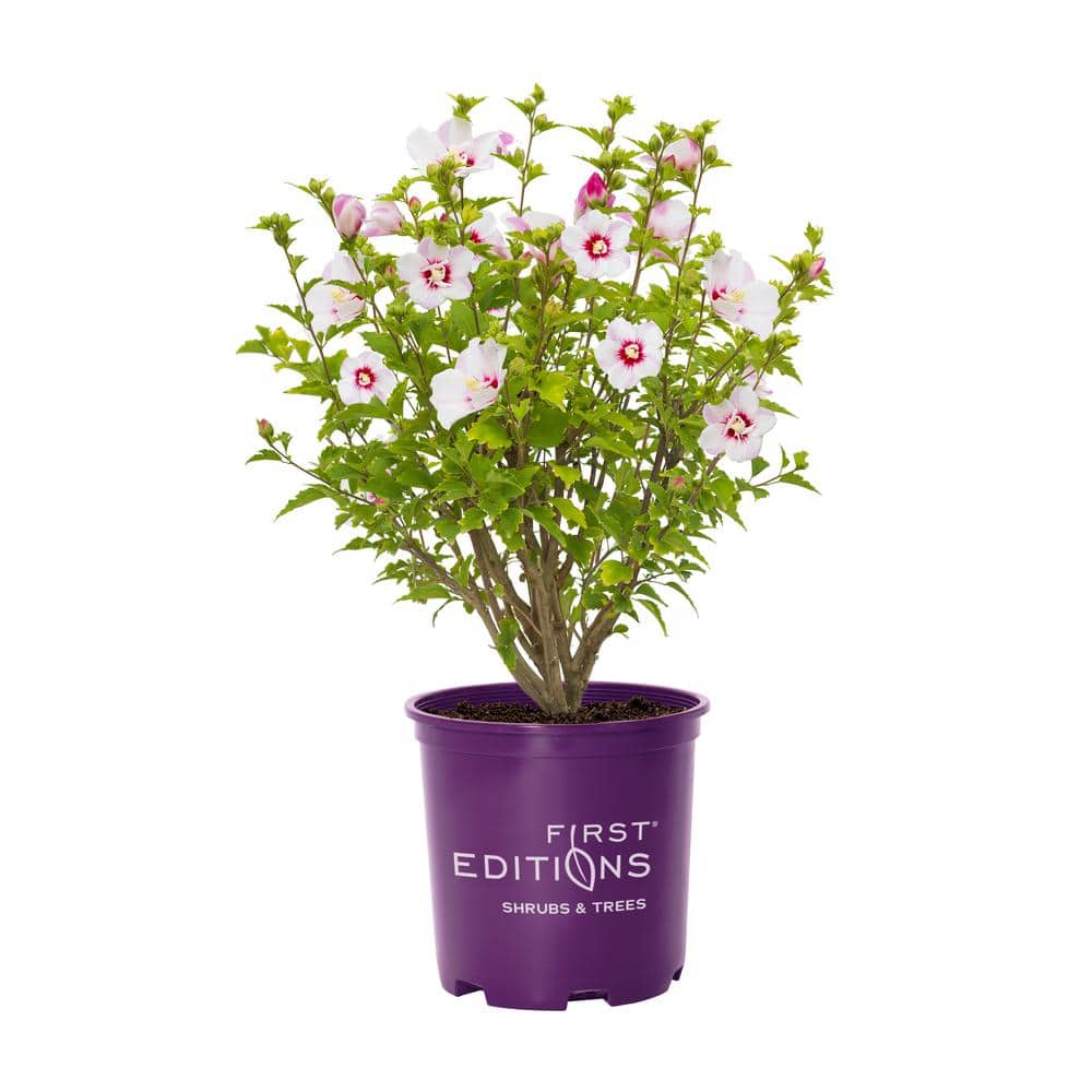 FIRST EDITIONS 2 Gal. Fiji Hibiscus Flowering Shrub with Pink Flowers  HD1341 - The Home Depot