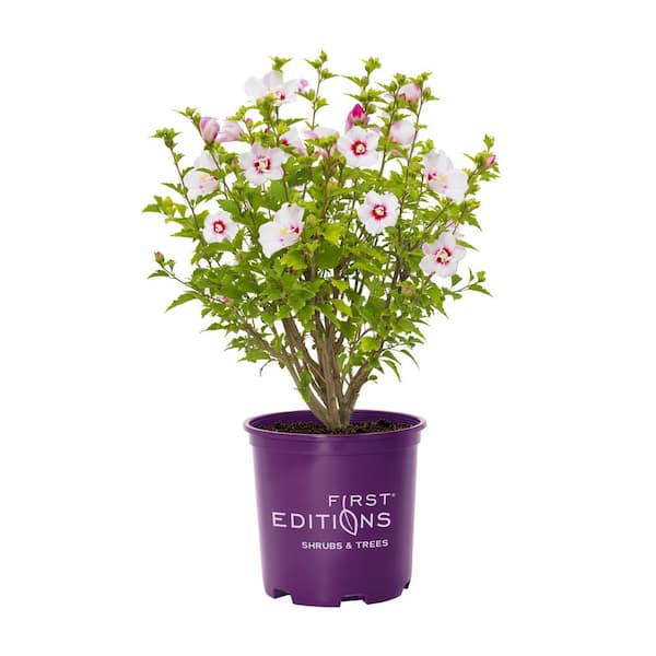 FIRST EDITIONS 1 Gal. Fiji Hibiscus Flowering Shrub with Pink Flowers