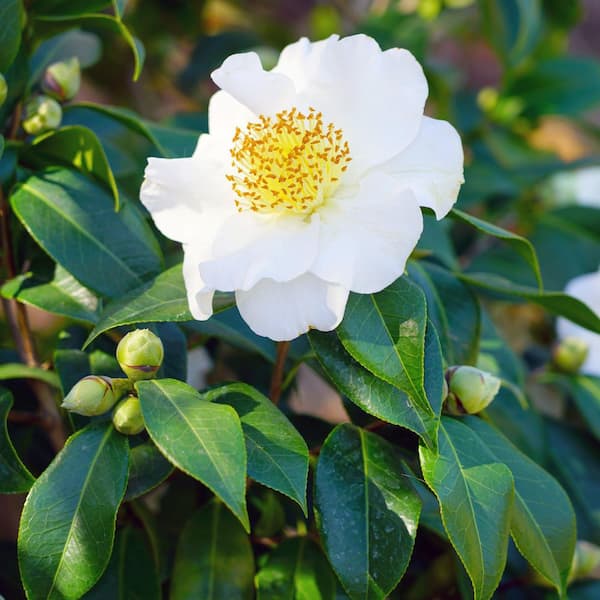 national PLANT NETWORK 1 Gal. Camellia Sasanqua Daydream Believer