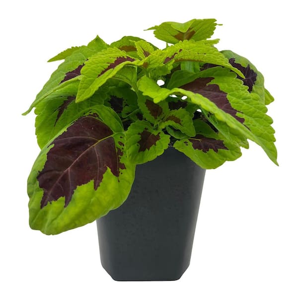4IN Coleus Kong Jr. Outdoor Colorful Plant (4-Pack)