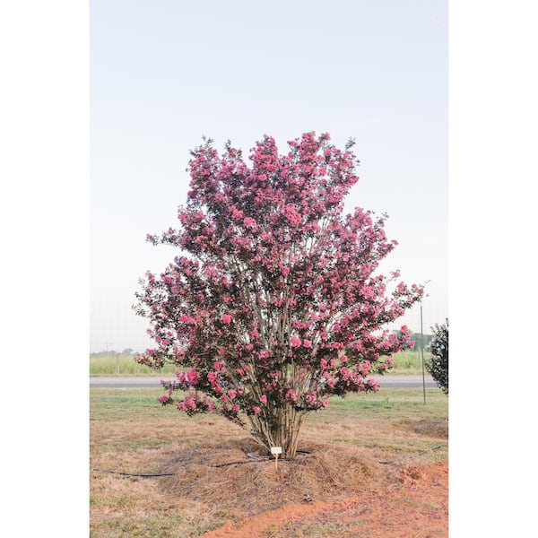 FIRST EDITIONS 7 Gal. Twilight Magic Crape Myrtle Flowering Shrub