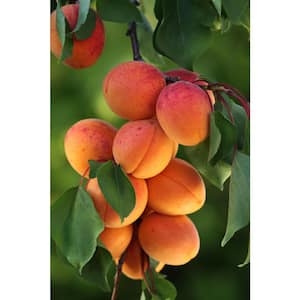 3 ft. Goldcot Apricot Bare Root Tree with Abundant Cold Hardy Golden Fruit
