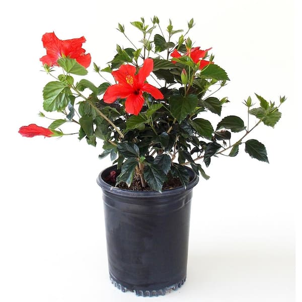 EVERDE GROWERS 5 Gal. Hibiscus Brilliant Shrub Plant with Red Flowers