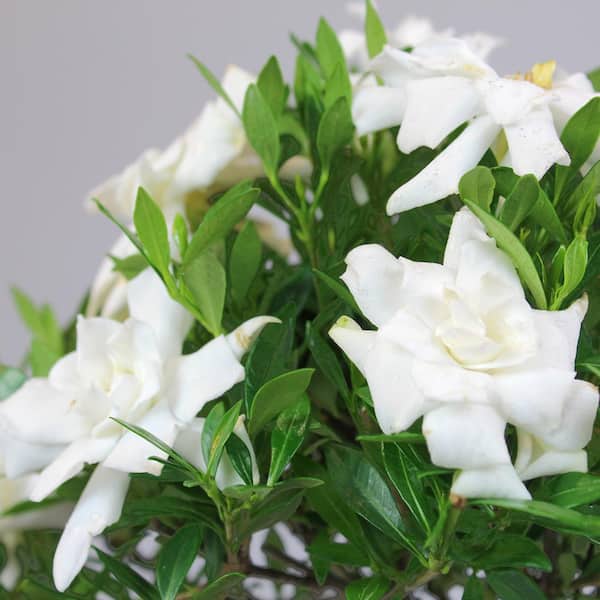 brussel's BONSAI - Gardenia Bonsai Tree Plant Outdoor Plant in Ceramic Bonsai Pot Container, 4 Years Old, 6 to 8 in.