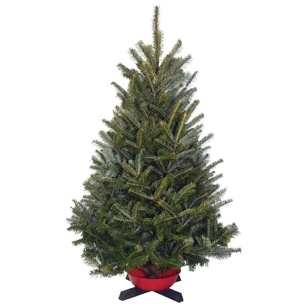 BUSCO LLC 2.5/3.5 ft. ICI Fresh Cut Table Top Noble Fir Christmas Tree, W/STAND