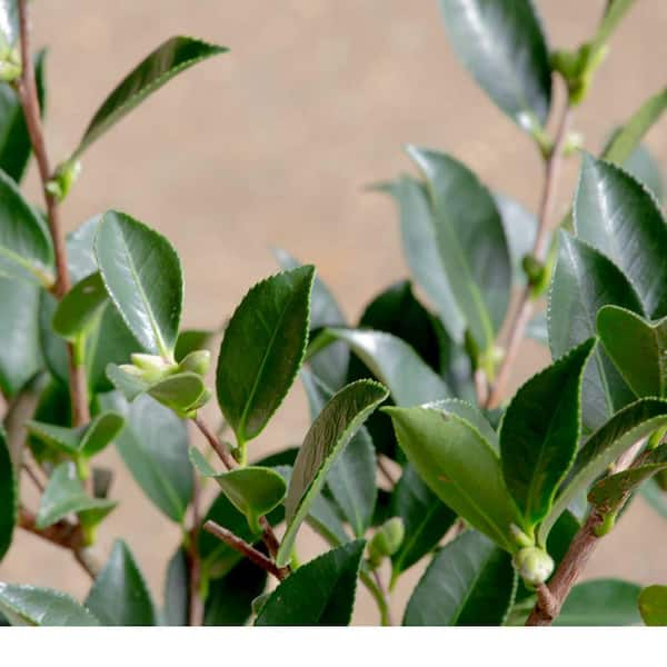 2.5 Gal - Shishi Gashira Camellia(sasanqua) - Evergreen Shrub with Pink Blooms, Live Plant