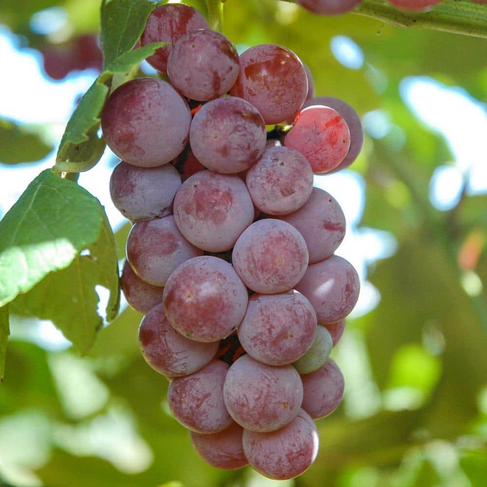 Extra Large Red Seedless Grape - price per lb