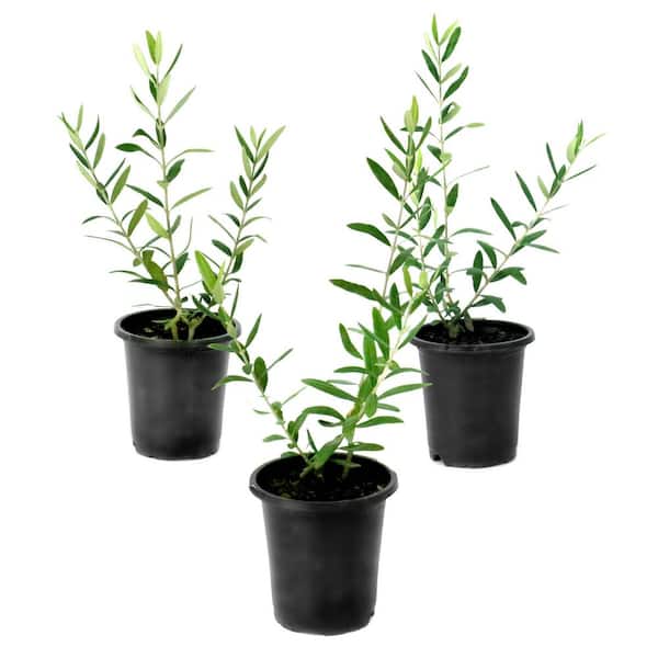 4 in. Coratina Olive Tree (3-Pack)
