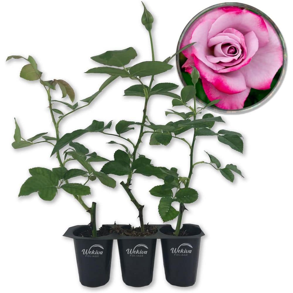 Paradise Rose Bush 3-Live Starter Plants in 2 in. Pots-Beautifully Fragrant Heirloom Rose from Florida price history on PriceWatchPro