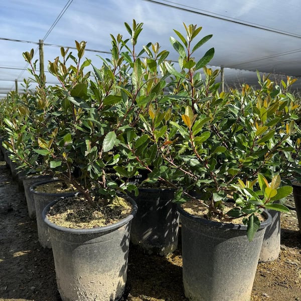 #5 Container-Toyon Heteromeles Arbutifolia Shrub Plant (2-Pack)