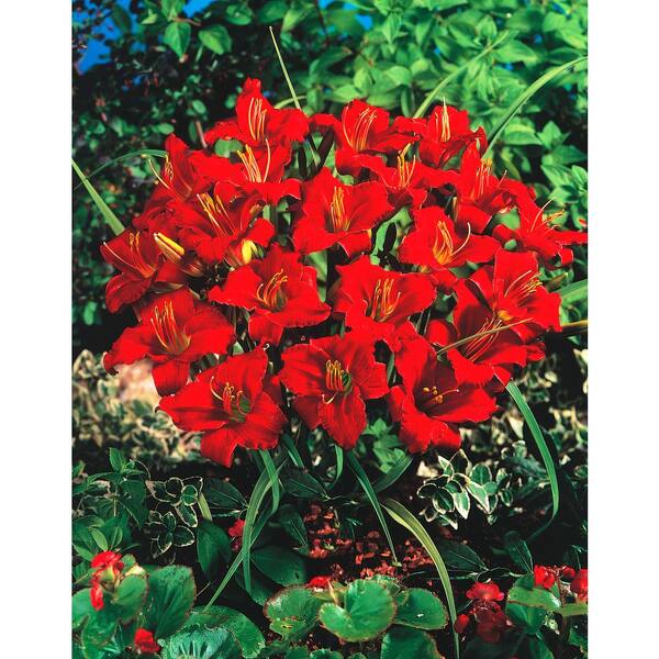 Spring Hill Nurseries Little Business Daylily (Hemerocallis), Live Bareroot Plant, Red Flowering Perennial (1-Pack)