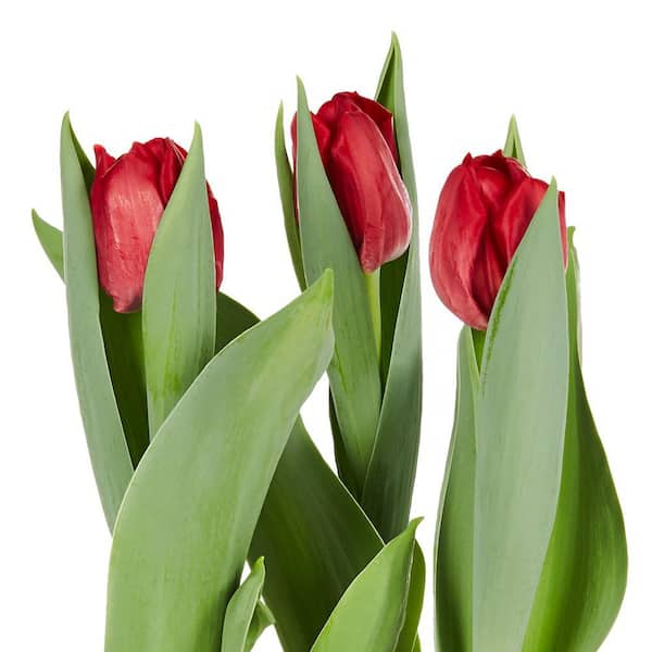 Tulip Forced Bulb Plant (1-Plant)