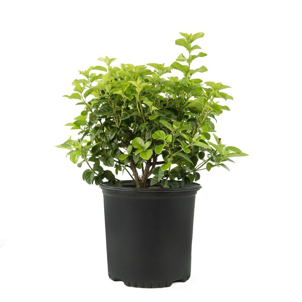 national PLANT NETWORK 2.25 gal. Viburnum Shades of Pink Shrub with