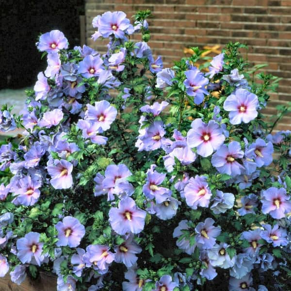 National Plant Network 1G Hibiscus Bluebird in Grower Container (1-Piece)