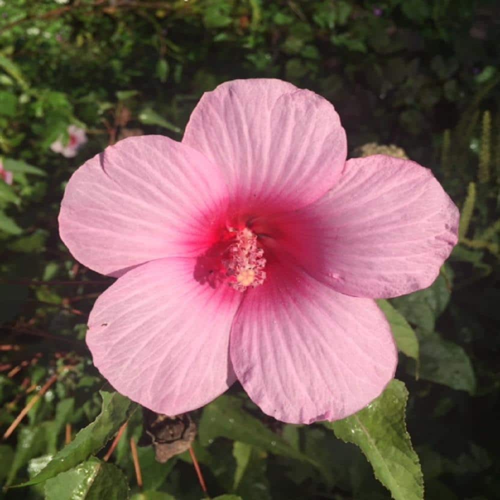 Givhandys 4 in. Potted Pink Mallow Bog/Marginal Aquatic Pond Plant