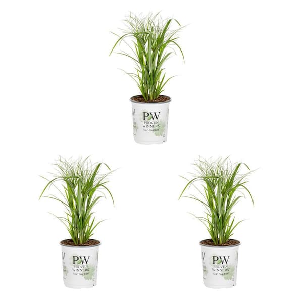 2 QT. Papyrus Paper Reed Prince Tut Grass Green Annual Plant (3-Pack)